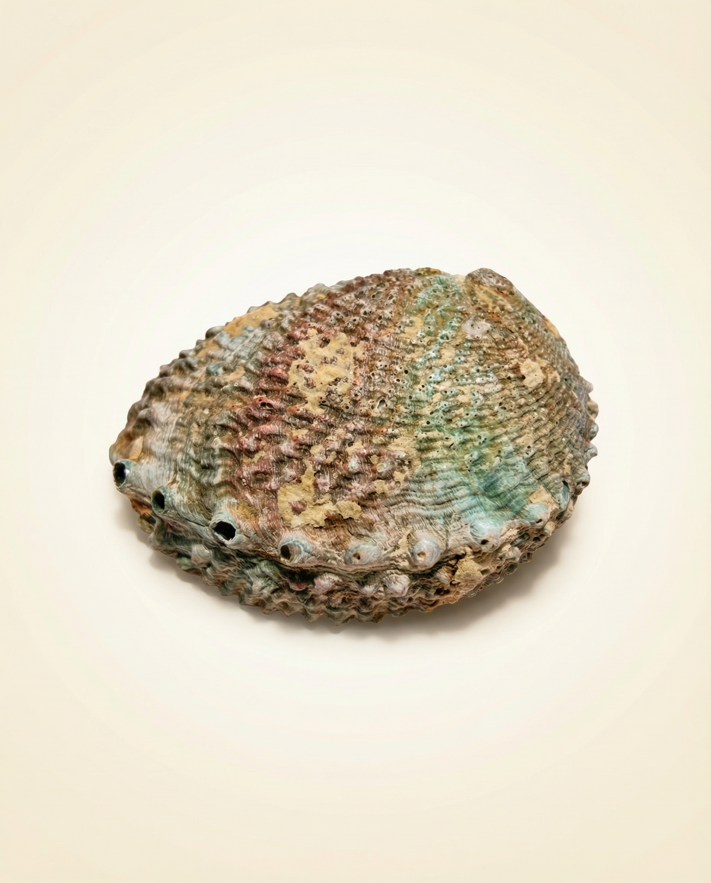 Lion Paw Shell