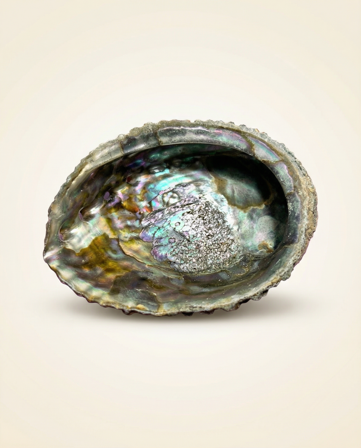 Lion Paw Shell