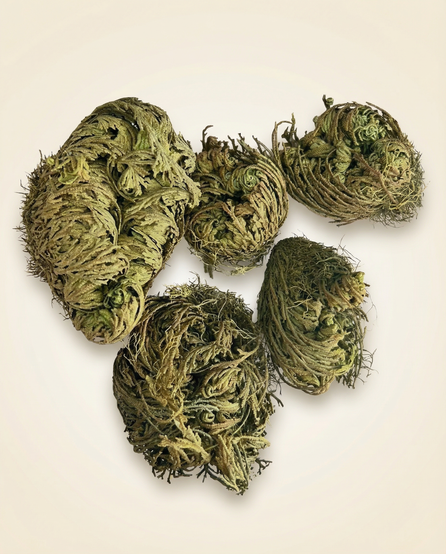 Rose of Jericho