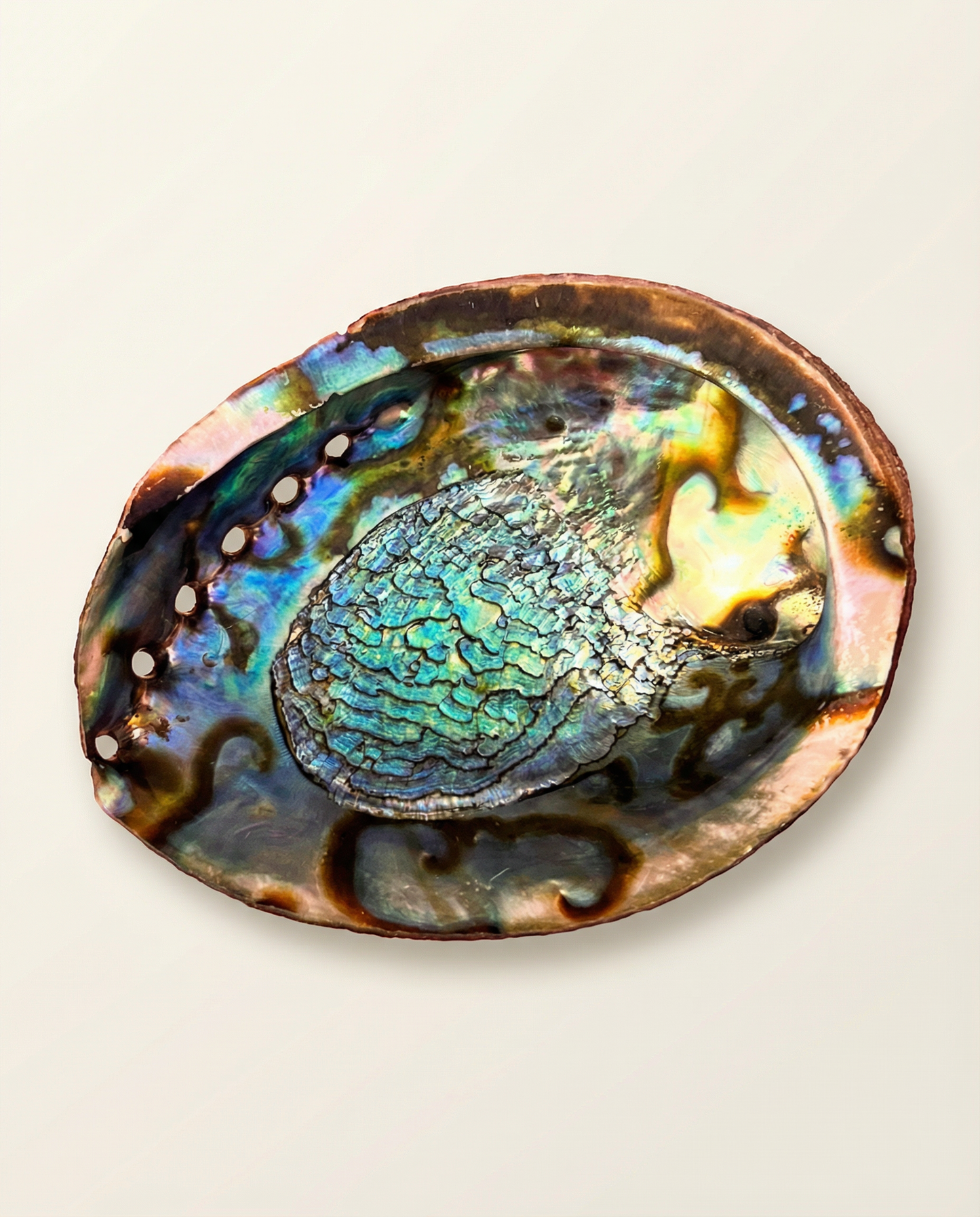 Green Abalone Shell