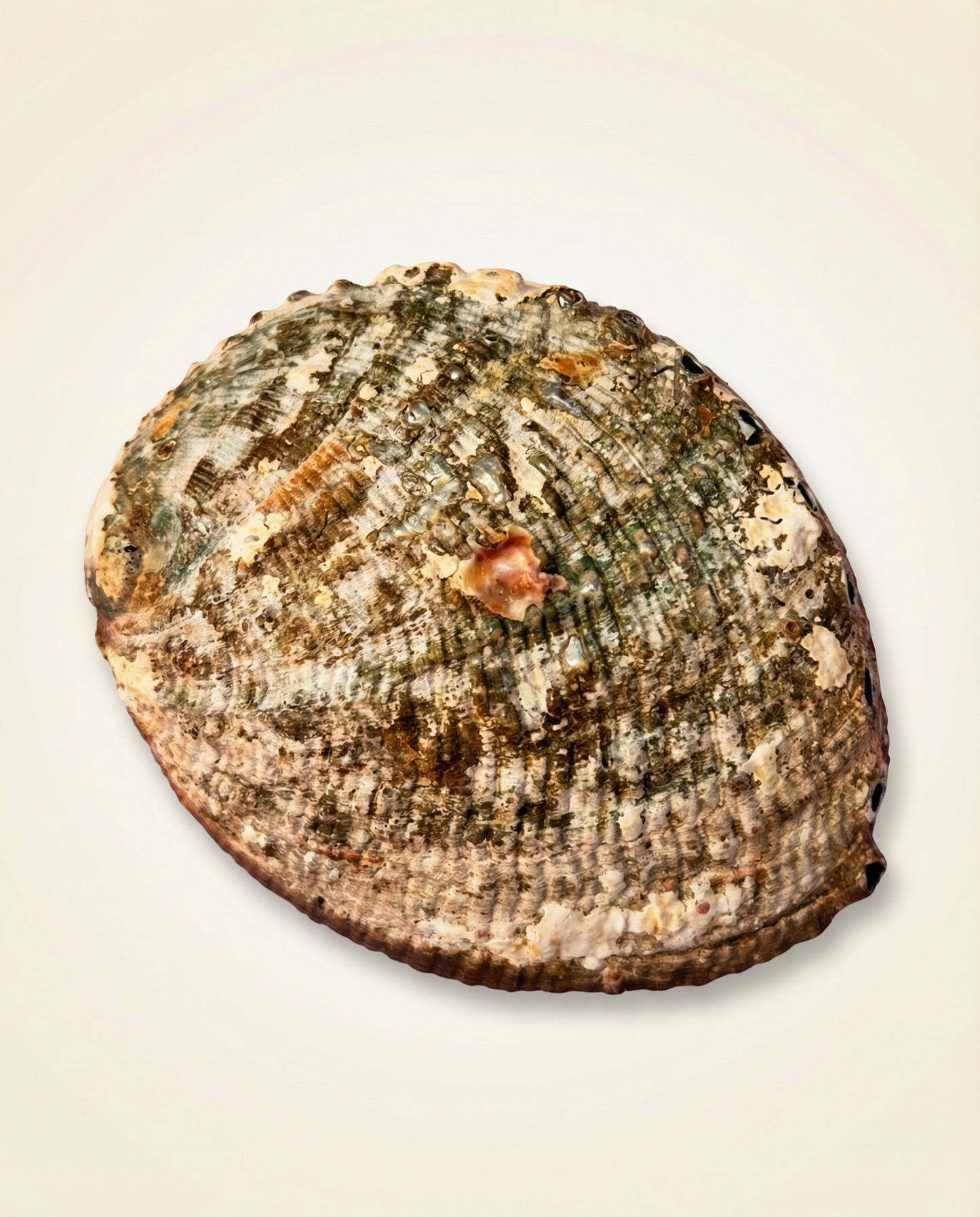 Green Abalone Shell