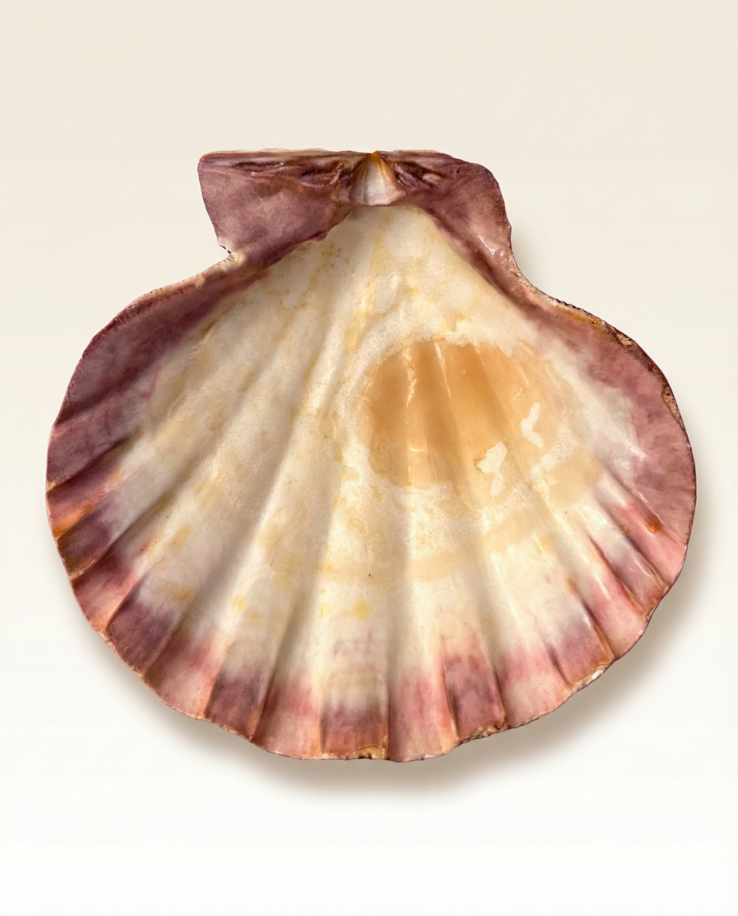 Pink Abalone Shell